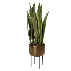 ACCENT PLANT, 2 CARTONS