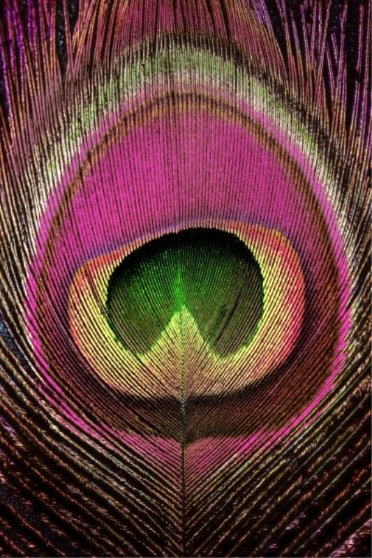 Magenta Feather I 40x60 Framed Wall Art