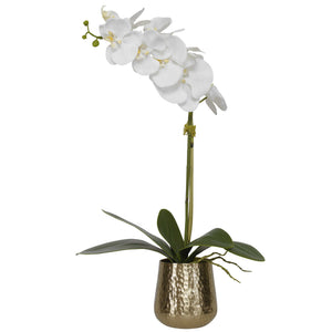 CAMAS ORCHID, BRASS